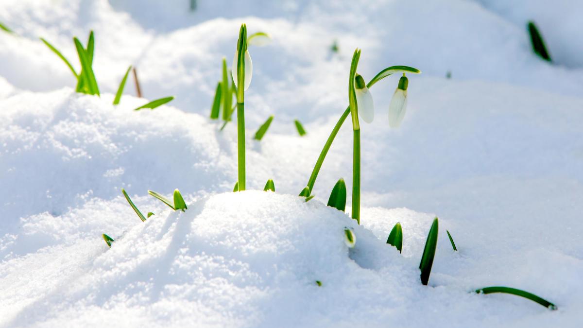 Februarie, luna iubirii. Bătrânii spun că este capricioasă și nemiloasă