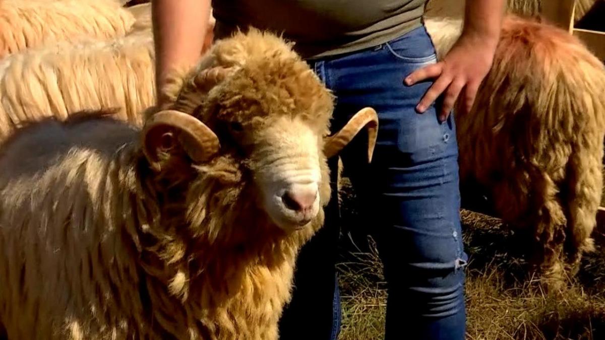228.000.000 lei, ajutoare de stat pentru crescătorii de animale