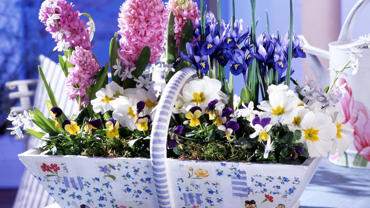 7 cele mai frumoase flori pe care să le plantezi în grădina ta în februarie