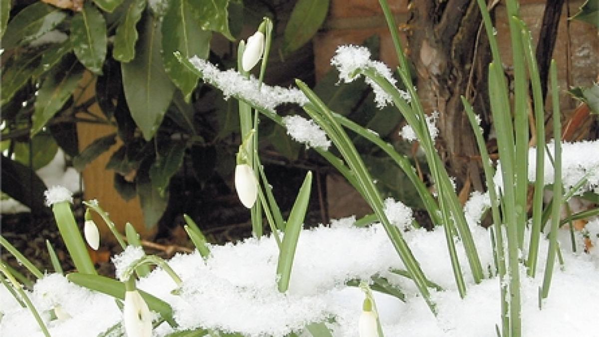 Ianuarie - cea mai caldă lună înregistrată vreodată în lume