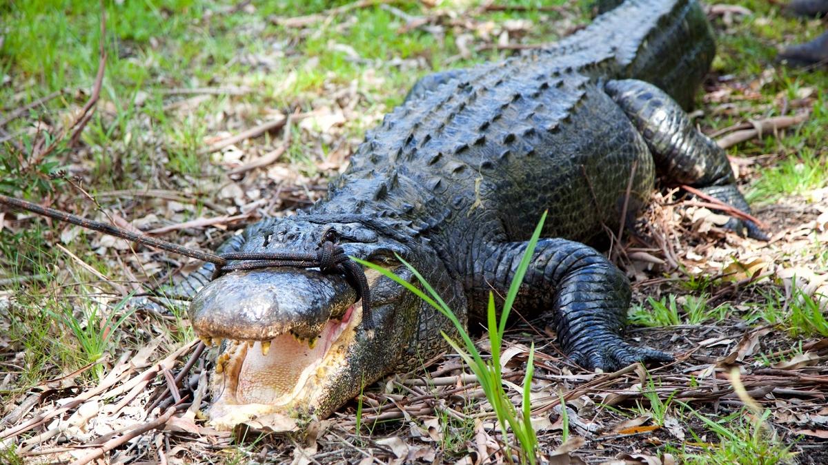 Bancomatul de la ZOO: 70 de monede, scoase din stomacul unui aligator