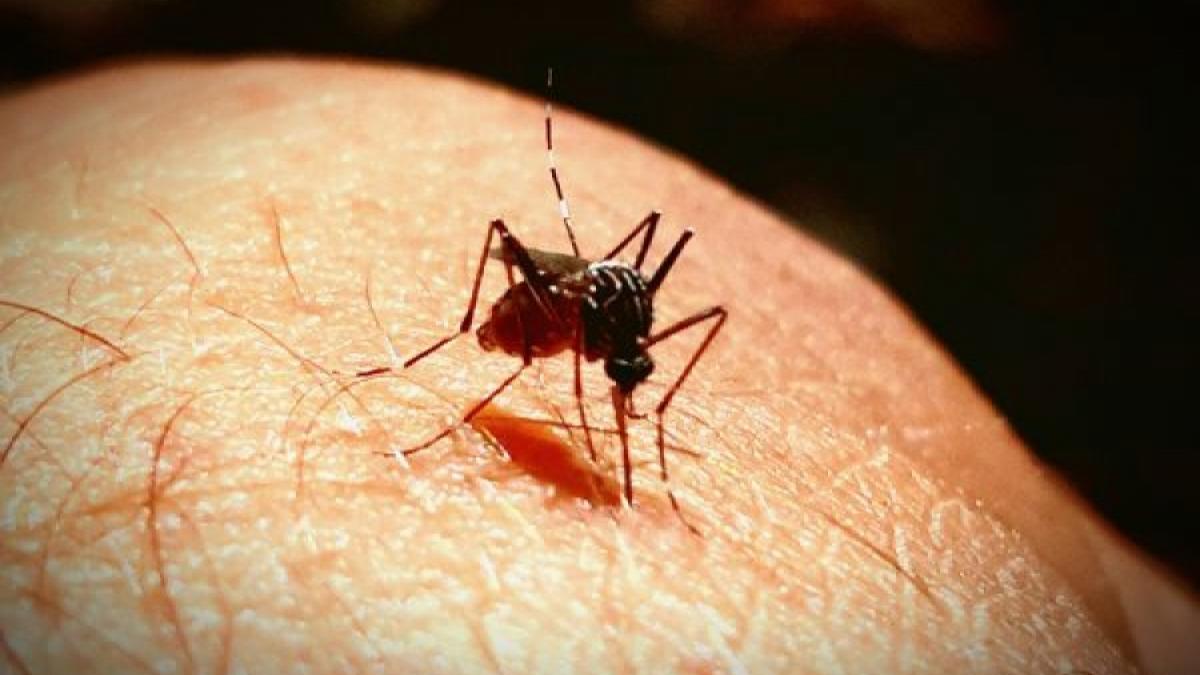 Remedii naturale pentru înțepăturile de insecte