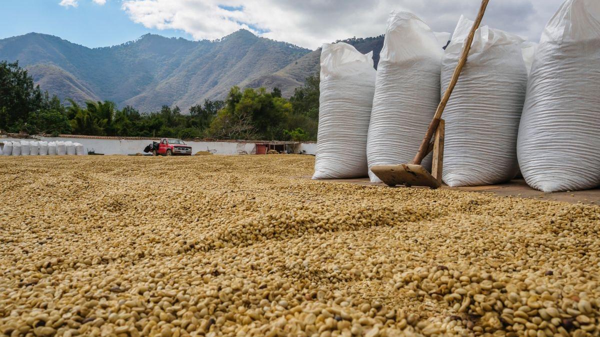 Urmările războiului din Ucraina: Turcia a devenit exportator de grâu