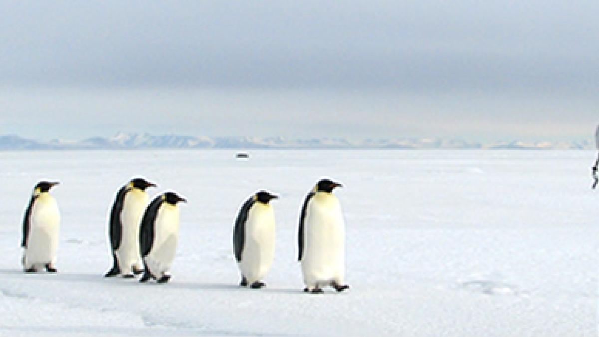 Virusul gripei aviare a ajuns în Antarctica