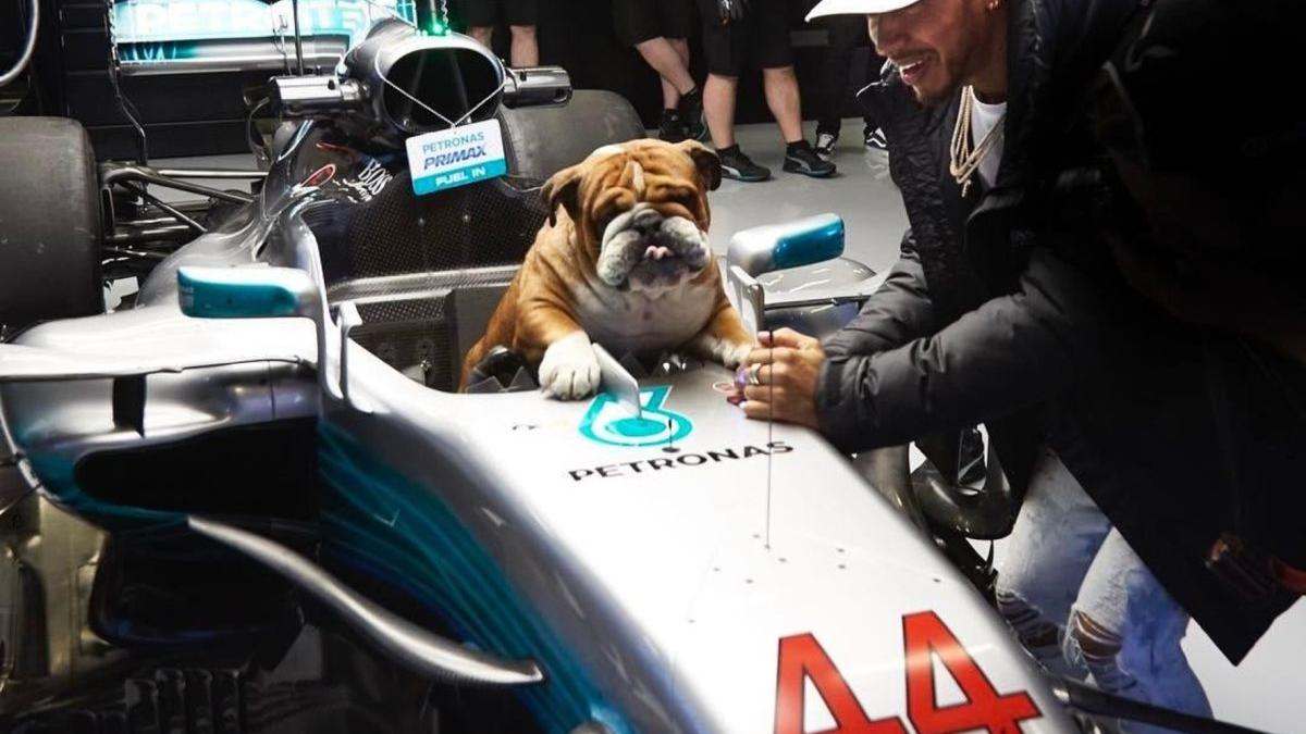 Povestea lui Roscoe, bulldogul vegan al campionului Lewis Hamilton