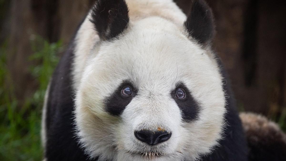 Un urs panda a fost descoperit într-un bagaj pe aeroportul din Bangkok