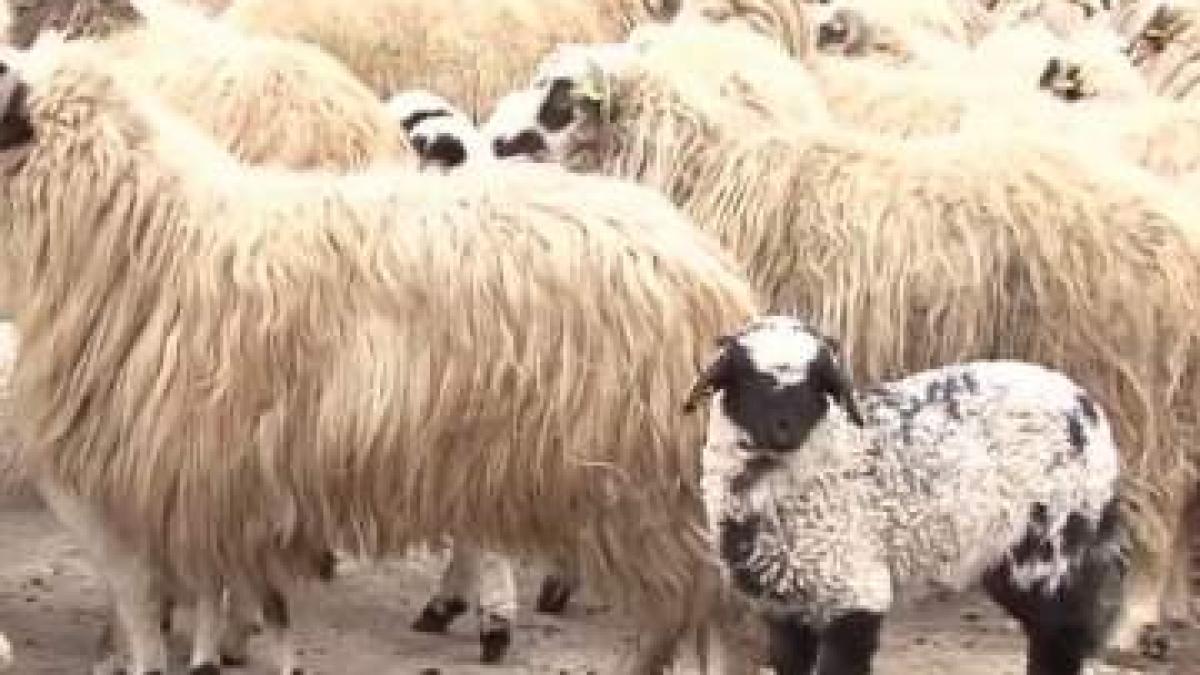 Oi atacate de șacali, în Timiș. De frică, au intrat într-un loc strâmt și au murit sufocate
