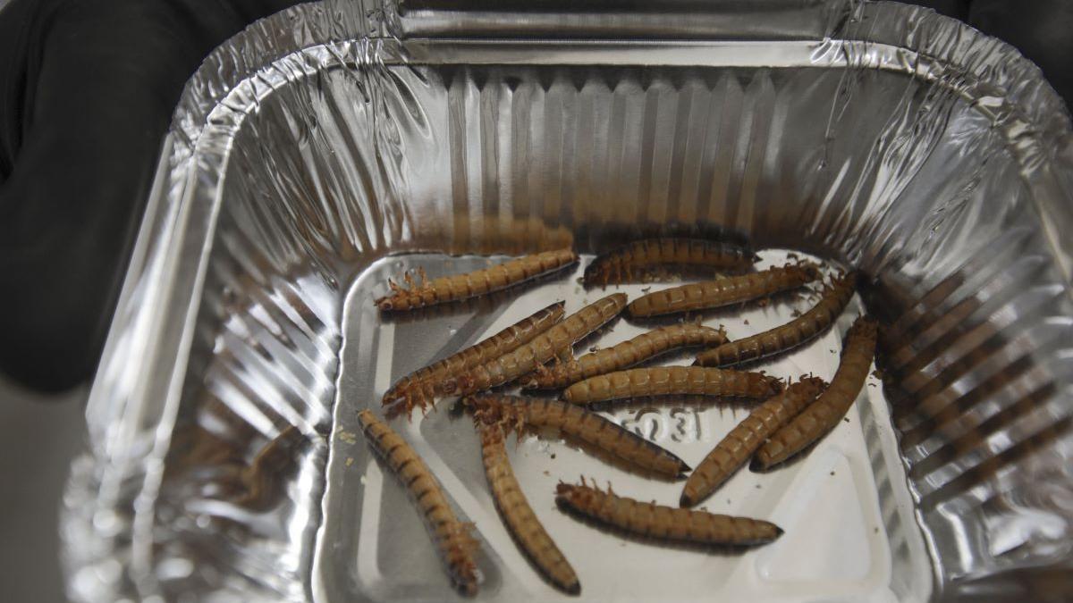 Beneficiile consumului de insecte asupra sănătății