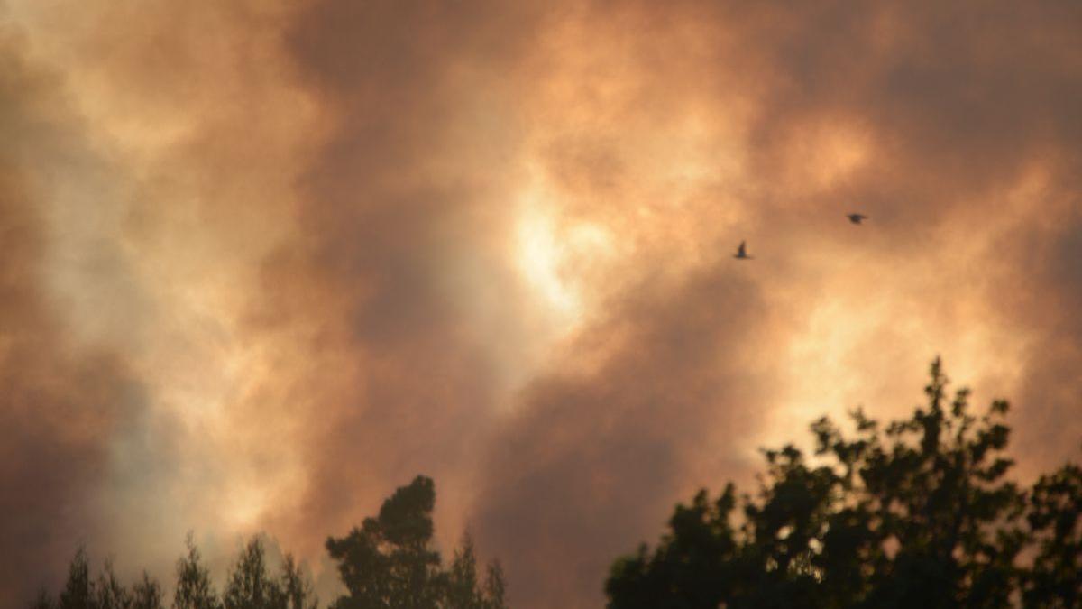 Incendiu de pădure pe 6 hectare, în zona Valea Doftanei