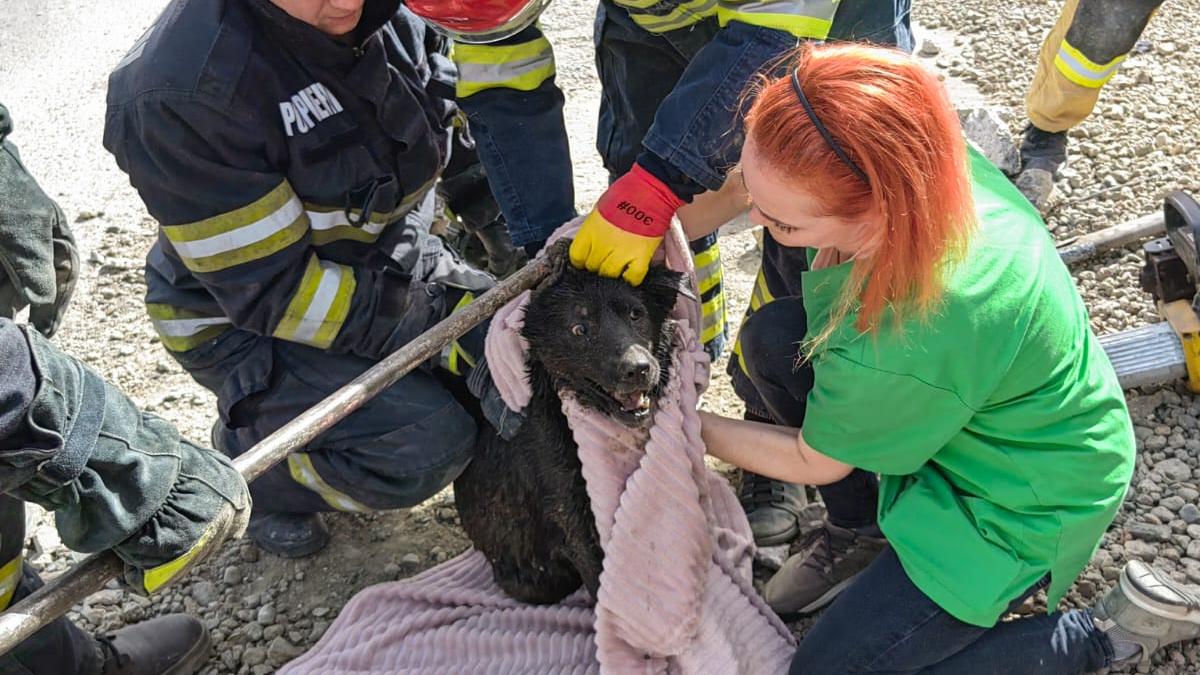 Un cățel blocat într-o conductă a fost salvat de pompieri. Aceștia au găurit asfaltul și conducta