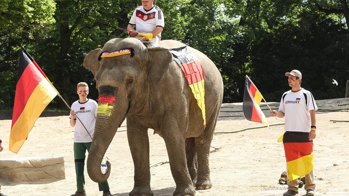 Botswana vrea să trimită 20.000 de elefanți în Germania: „Să locuiască germanii cu animalele!”