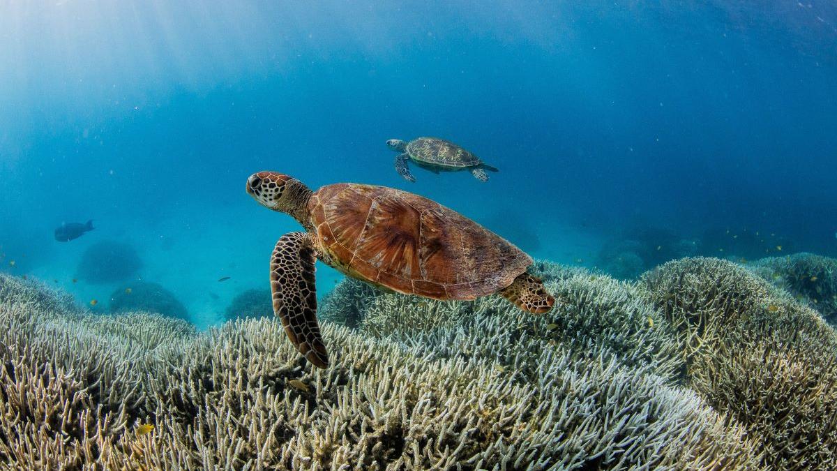Încălzirea globală provoacă dezastre: Recifele de corali suferă al patrulea episod global de înălbire