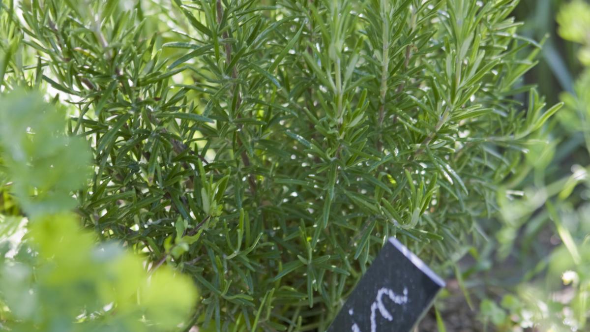 Planta nr. 1 care ajută la reducerea inflamației din organism