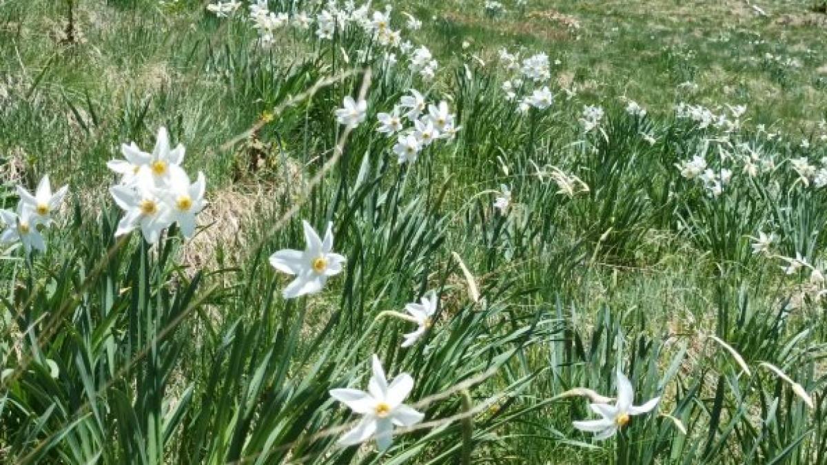 Locul de poveste din România. Florile din Poiana Narciselor au înflorit mai devreme