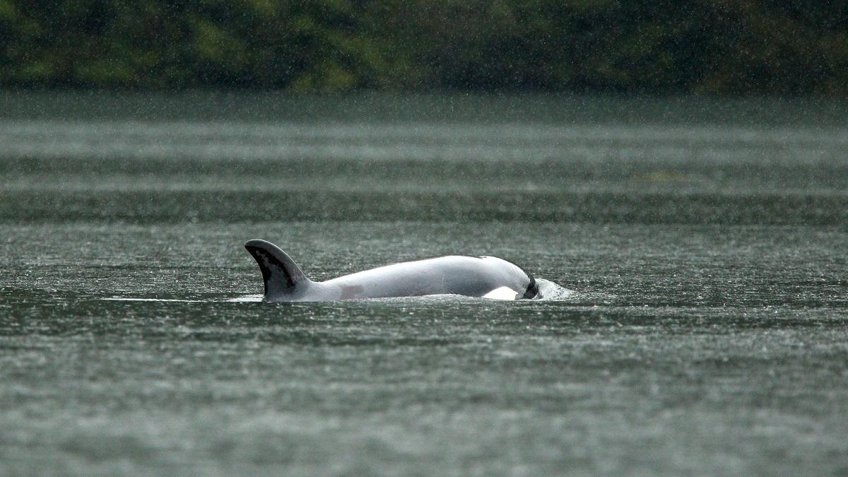 Peste 100 de balene au eșuat în Australia de Vest
