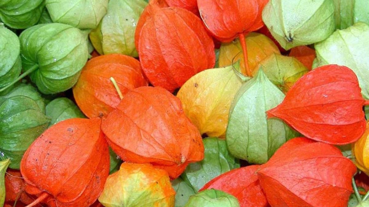 Floarea frumosă și toxică din grădina ta. Ce trebuie să știi despre lampionul chinezesc