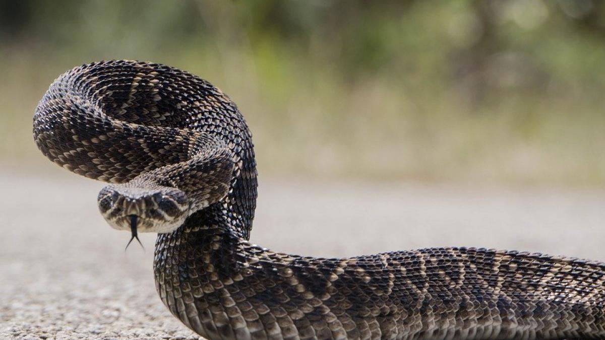 Atenție la călătoriile în natură. Reptila periculoasă văzută în România