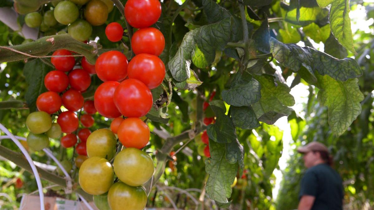 Asedierea Bruxelles-ului cu tractoare dă rezultate: UE suspendă ecologismul extrem din agricultură