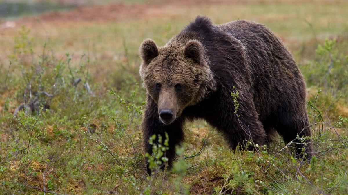 Mesaj Ro-Alert în Avrig, județul Sibiu: Un urs se plimbă nestingherit prin oraș