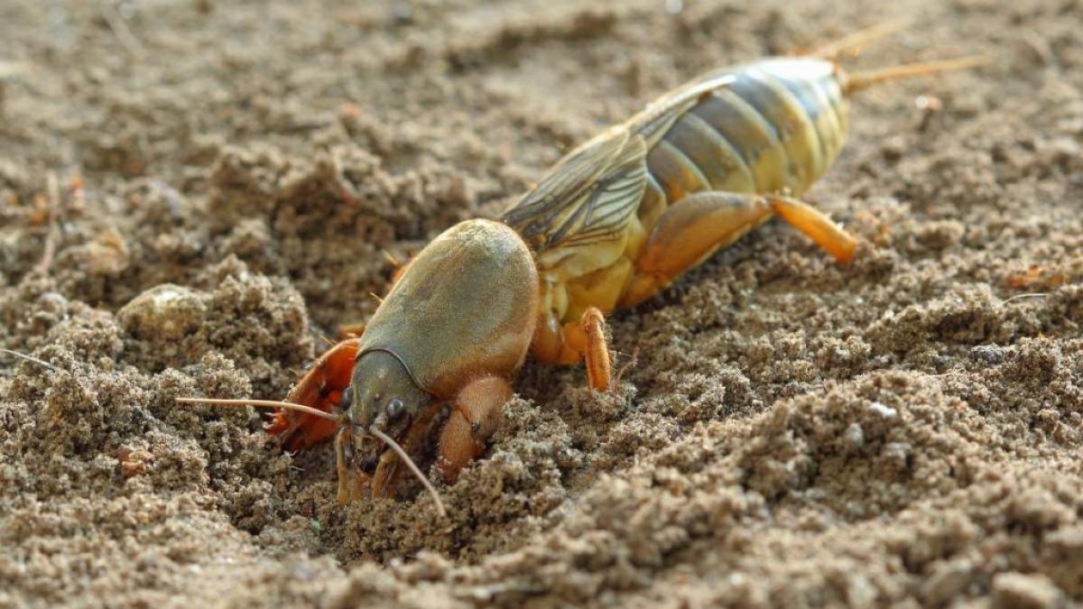 Cum a scăpat un fermier de coropișnițele din grădină. Soluția 100% naturală: "Amestecul se pune la fiecare plantă"