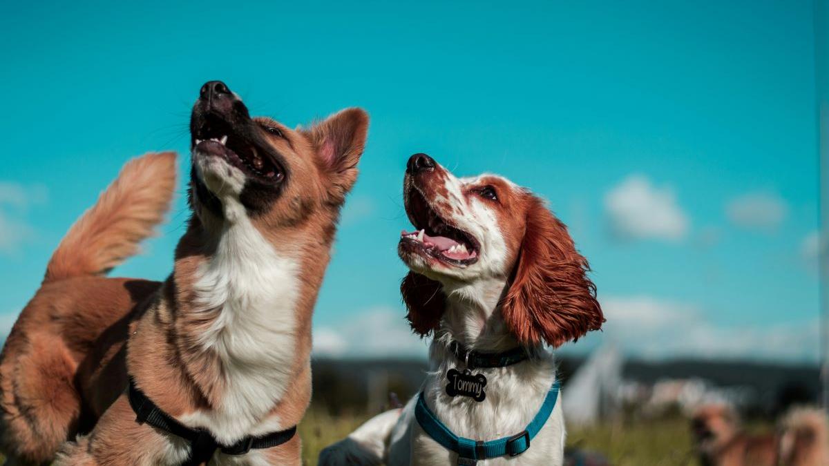 Comunitatea iubitorilor de animale îi invită pe Nicuşor Dan, Gabriela Firea, Cristian Popescu Piedone şi Sebastian Burduja să dezbată transformarea Bucureștiului într-un oraș Pet-Friendly
