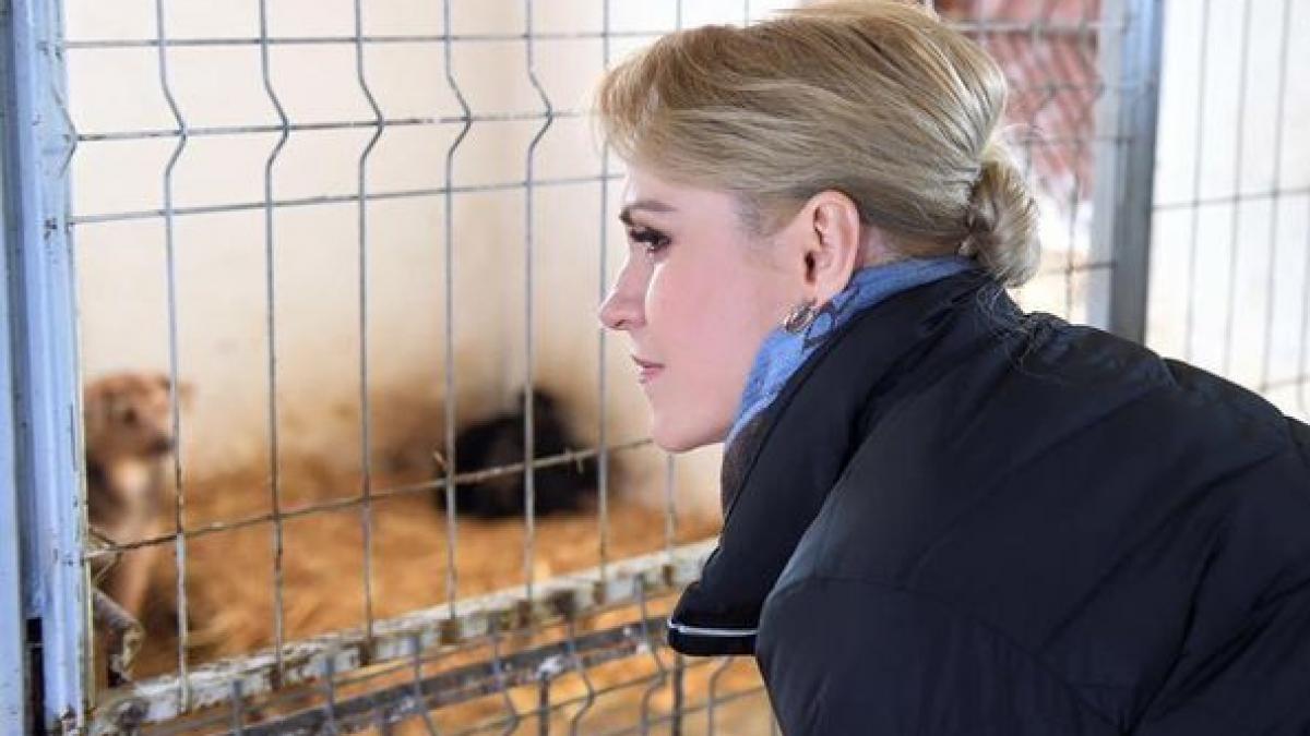 Firea: Voi continua, după 9 iunie, proiectele de promovare a adopţiilor din adăposturile ASPA