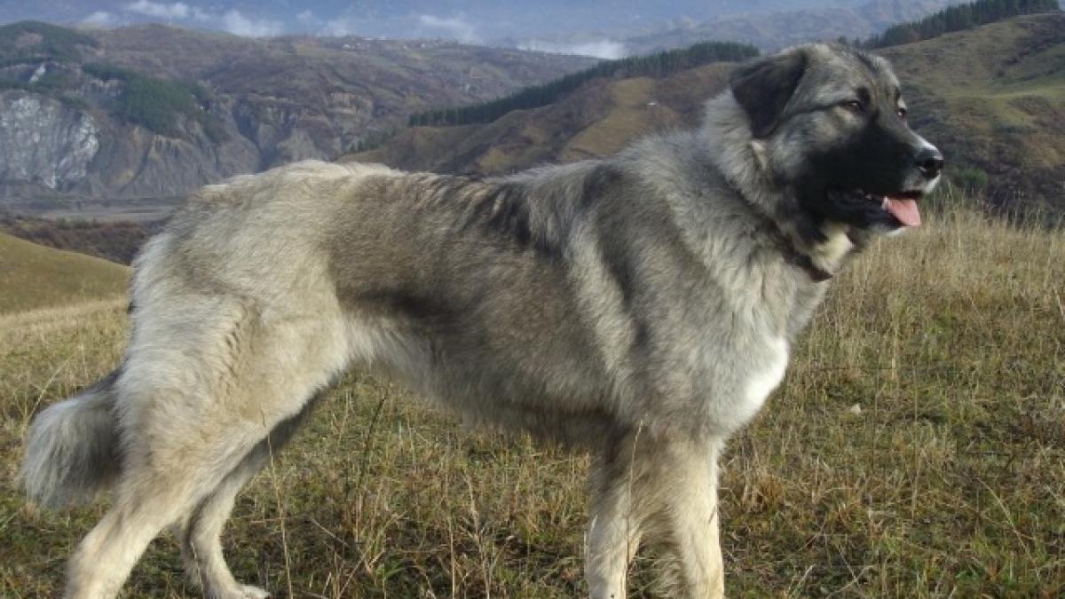 Tânăr din Sălaj, atacat de un câine ciobănesc mioritic