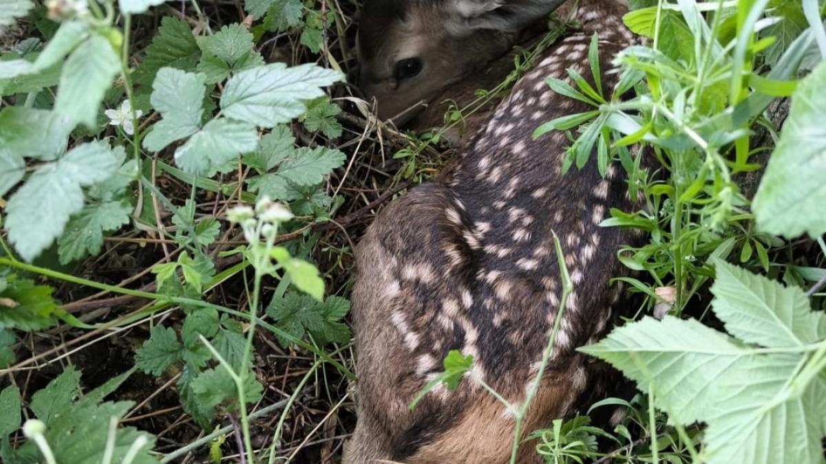Jandarmii brașoveni au salvat o căprioară aflată în travaliu
