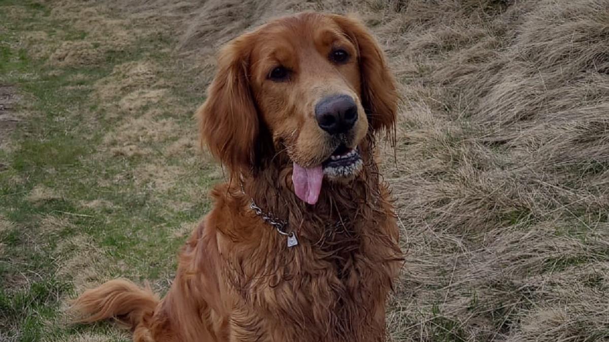 Afecțiune canină. Cum reacționează câinii când îi pupi