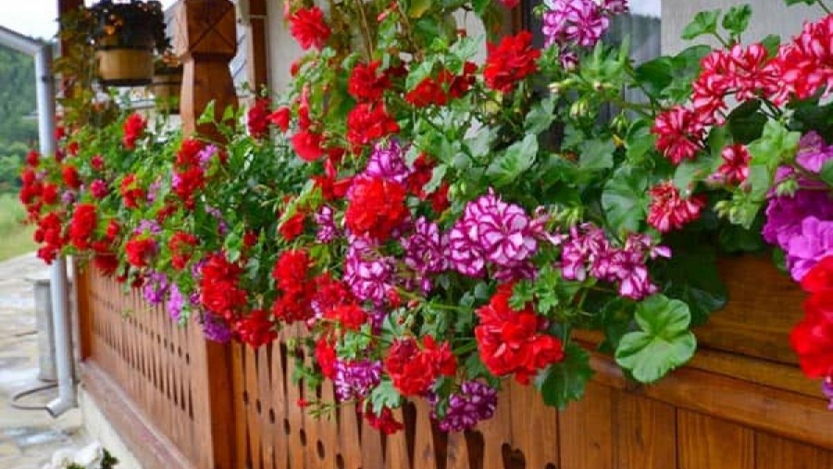 Cât de des se udă mușcatele, pentru a înflori toată vara