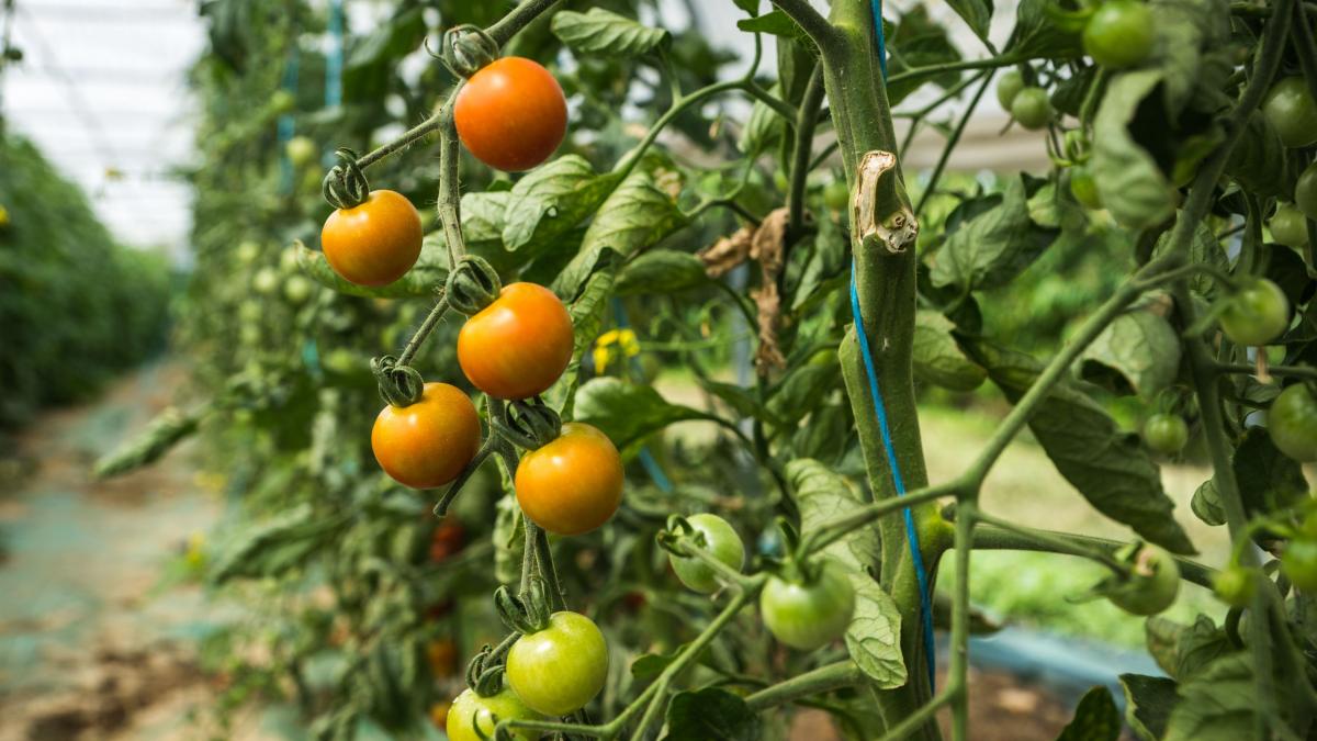 România a băgat un miliard în Programul  tomata, ca să importăm roșii din Siria și ketchup din Japonia