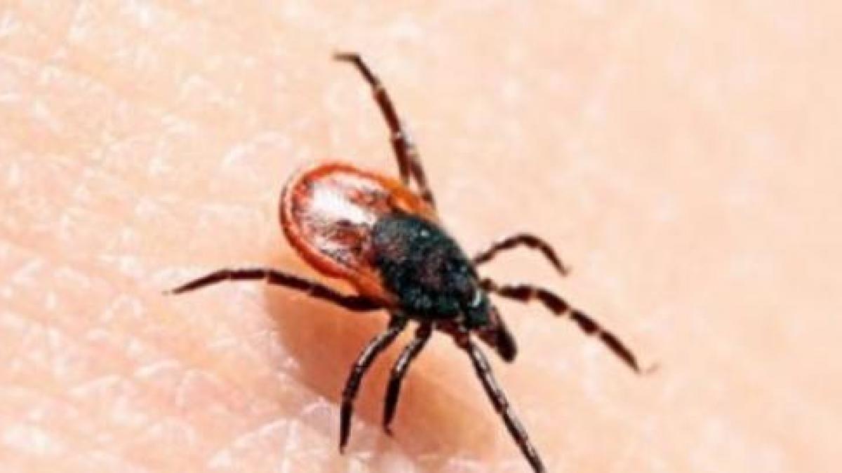 5 moduri de a ține departe căpușele din grădina ta