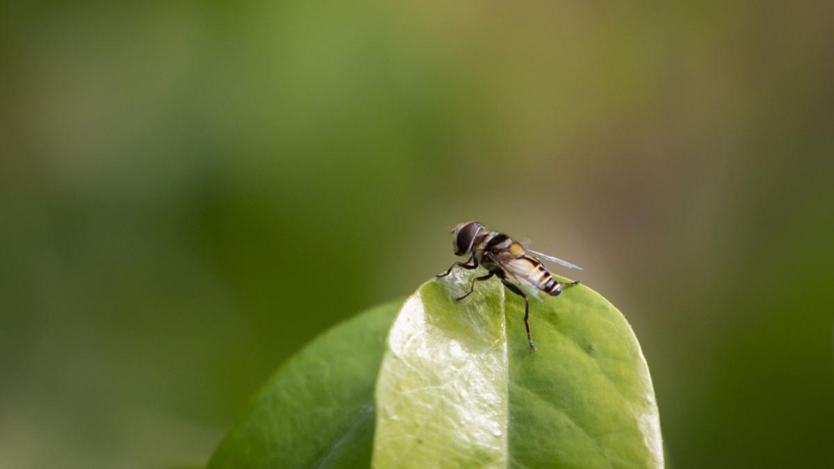 7 plante parfumate care resping muștele din grădina ta