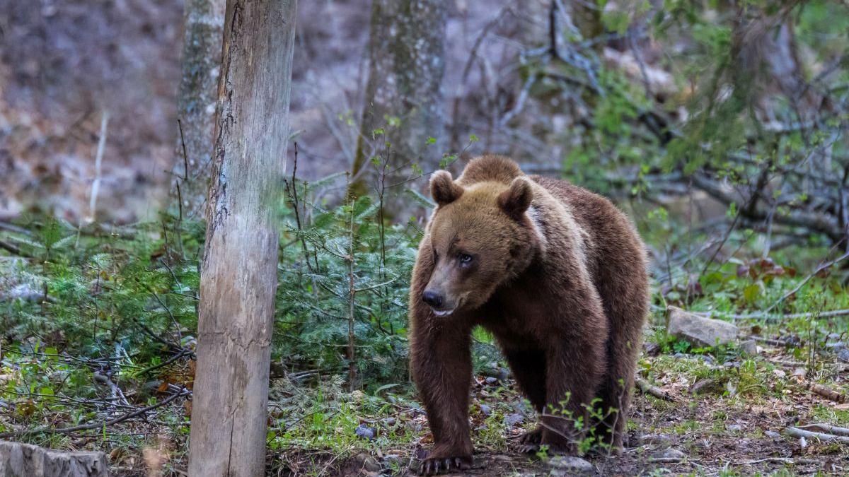 Bărbat căutat de salvamontiști. Grupul din care făcea parte sa