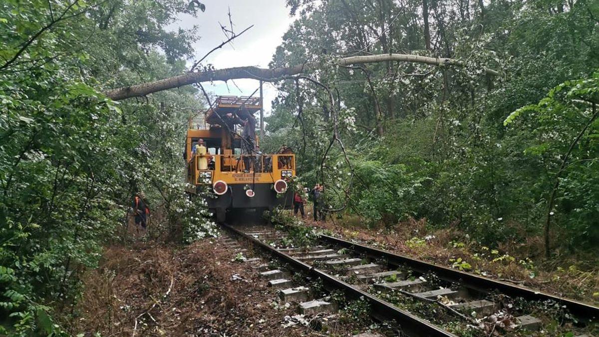 Un tren a staționat peste două ore, după ce un copac a căzut pe linie