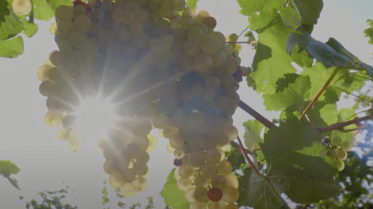 legenda coline prosecco italia unesco origini stravechi struguri manual trei secole