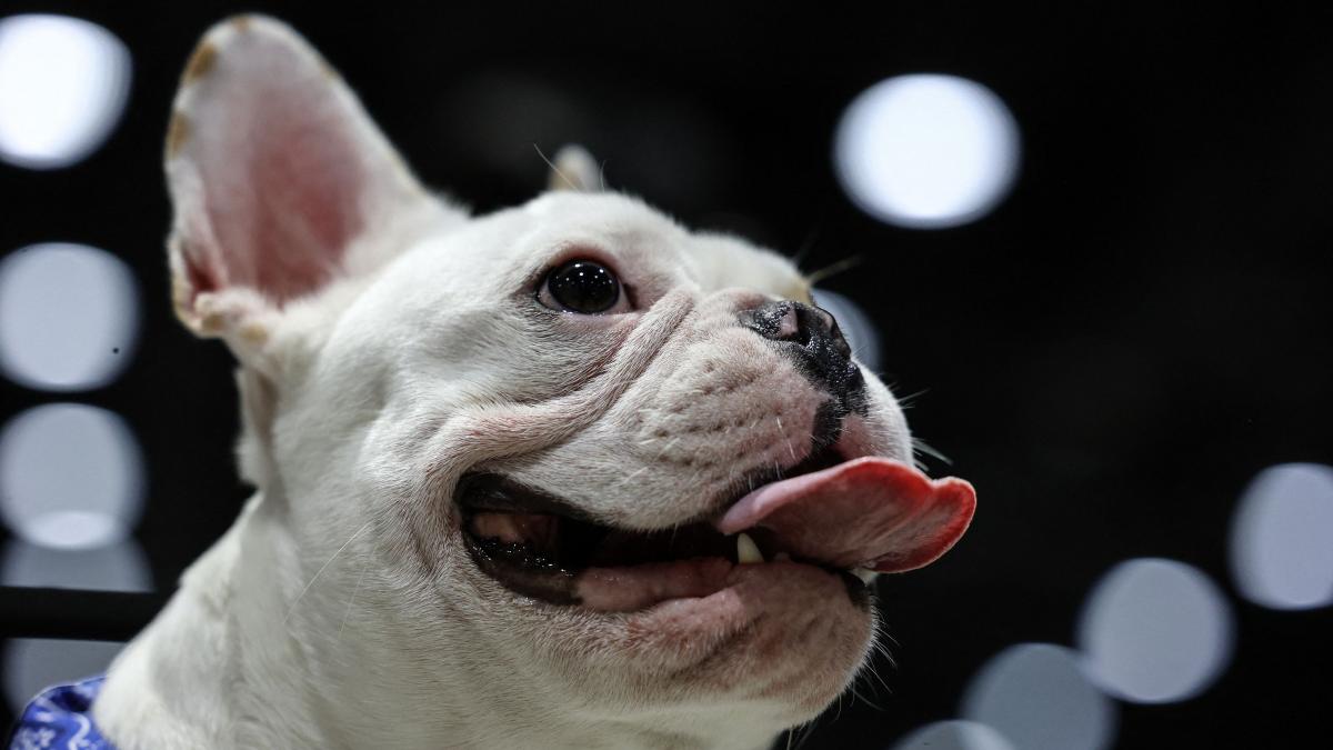 Primul tip de carne artificială aprobat în Europa va fi consumat de animalele de companie