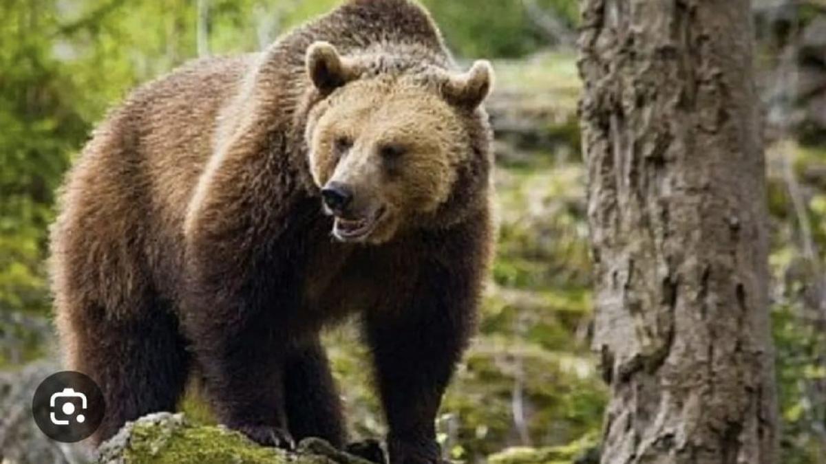 Bărbat atacat de urs în județul Bistrița-Năsăud