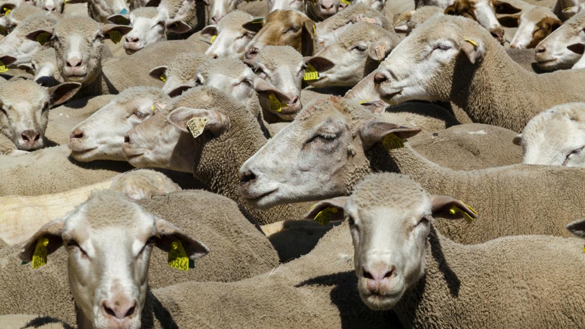 Ministrul Agriculturii vrea să oprească transportul de oi din cauza pestei ovinelor