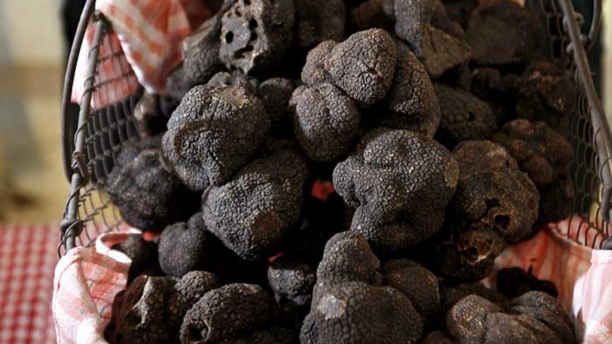 Vânătoare de trufe la Gala Tuberozelor de la Hoghilag din 3 - 4 august 2024