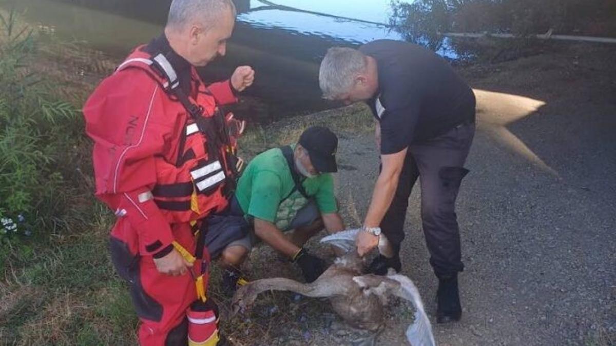 Pui de lebădă blocat în firul unei undițe, salvat din apele Crișului Repede