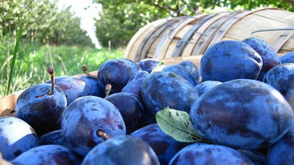 Chisălița cu prune, o delicatesă plină de arome și nostalgie