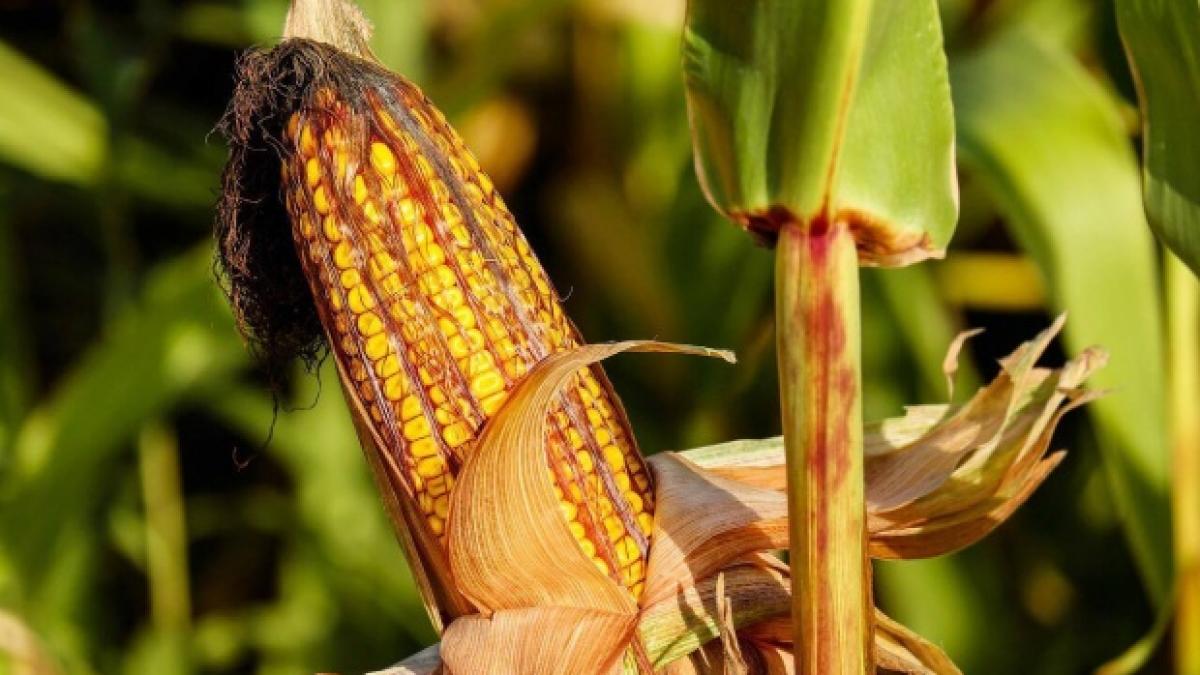 UE şi-a redus estimările privind producţia de porumb din România până la 3,83 tone/hectar