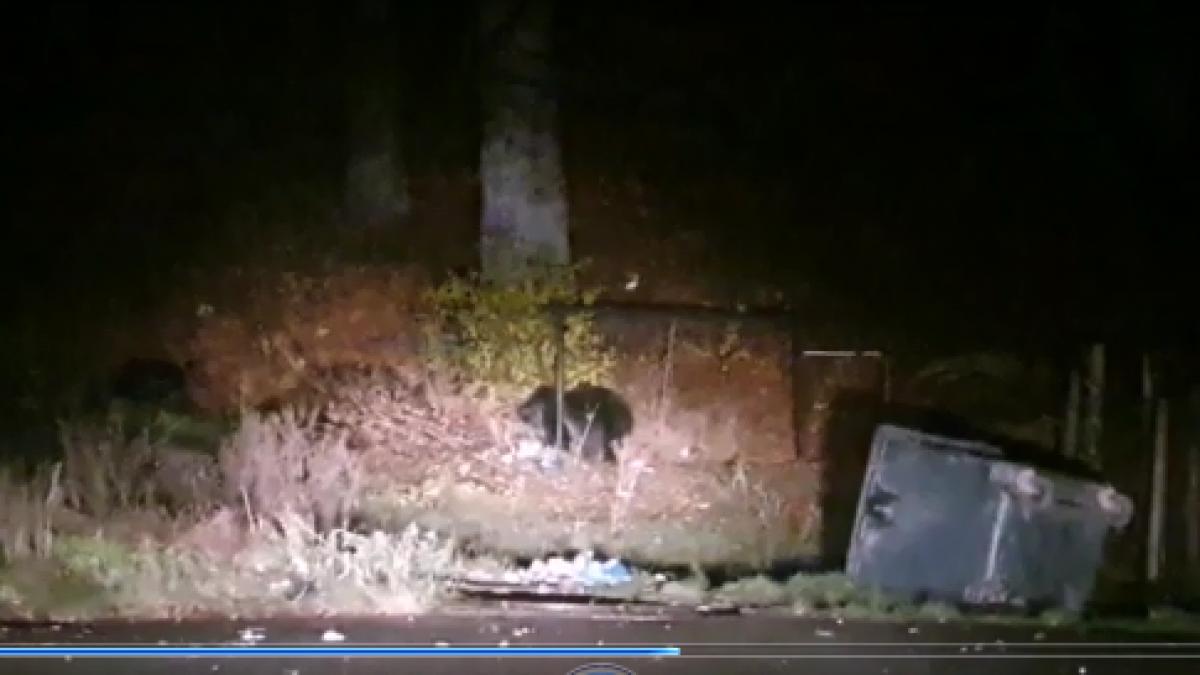 A feminine bear died caught in a fence, abandoning an orphaned cub