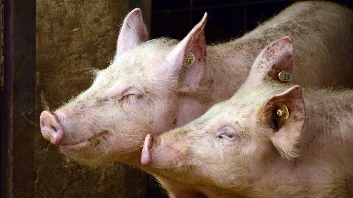 Producătorii de carne de porc şi vită riscă să fie retrogradaţi de Fitch, pe fondul agravării riscurilor climatice