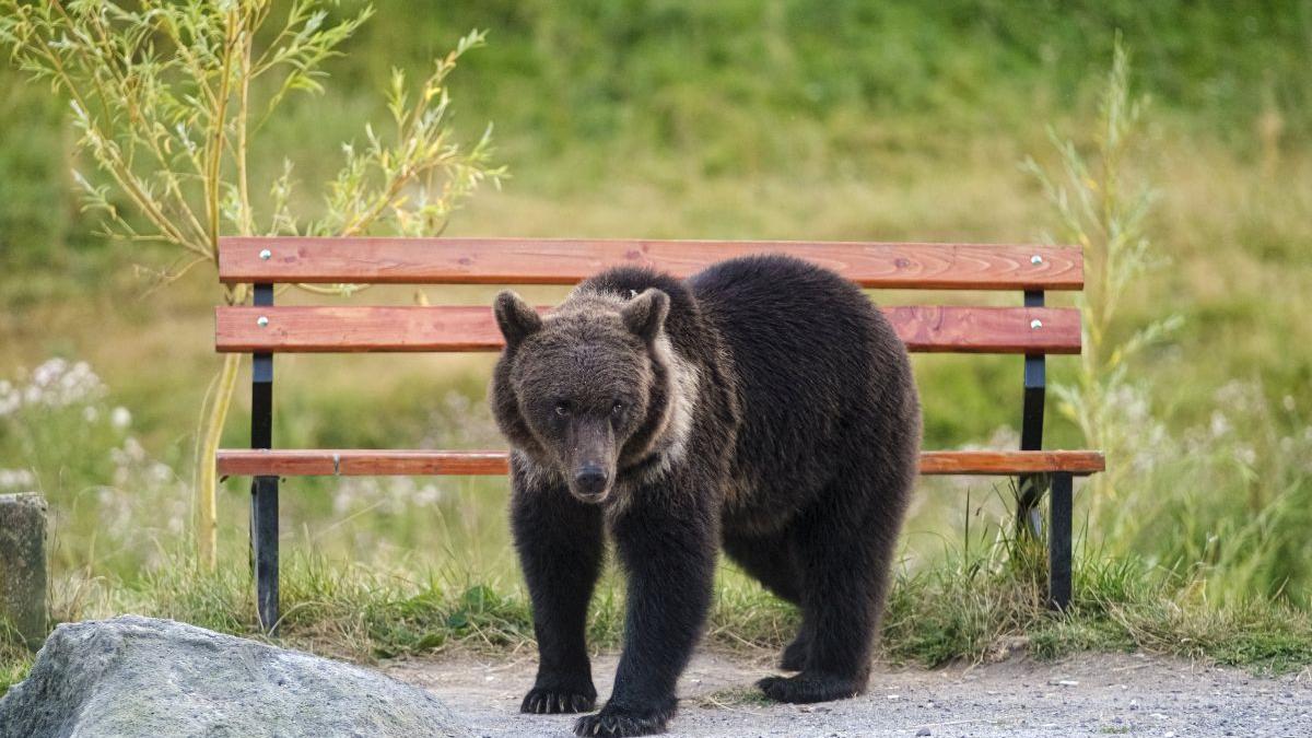 Localnicii din Pucheni, avertizaţi prin RO-ALERT de prezenţa unui urs în comună