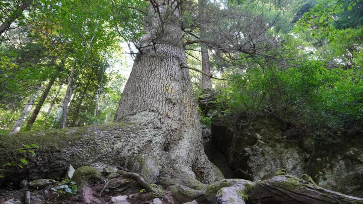 „Paznicul Cibinului”: Legenda colosului de 500 de ani. Pentru a cuprinde cu brațele uriașul brad, este nevoie de 8 bărbați 