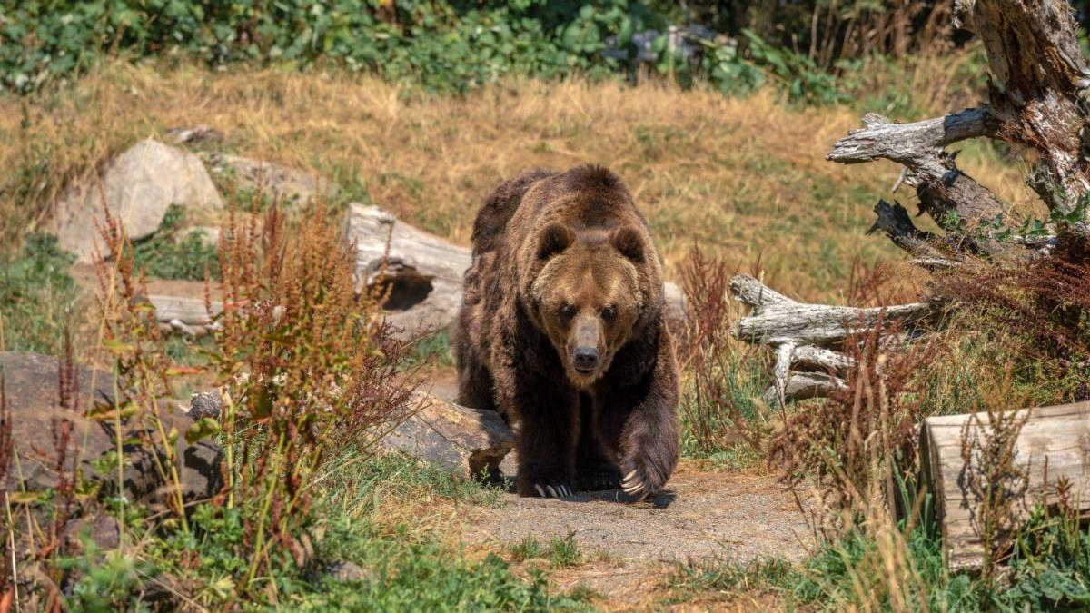 Ursul bagă spaima în Valea Avrigului