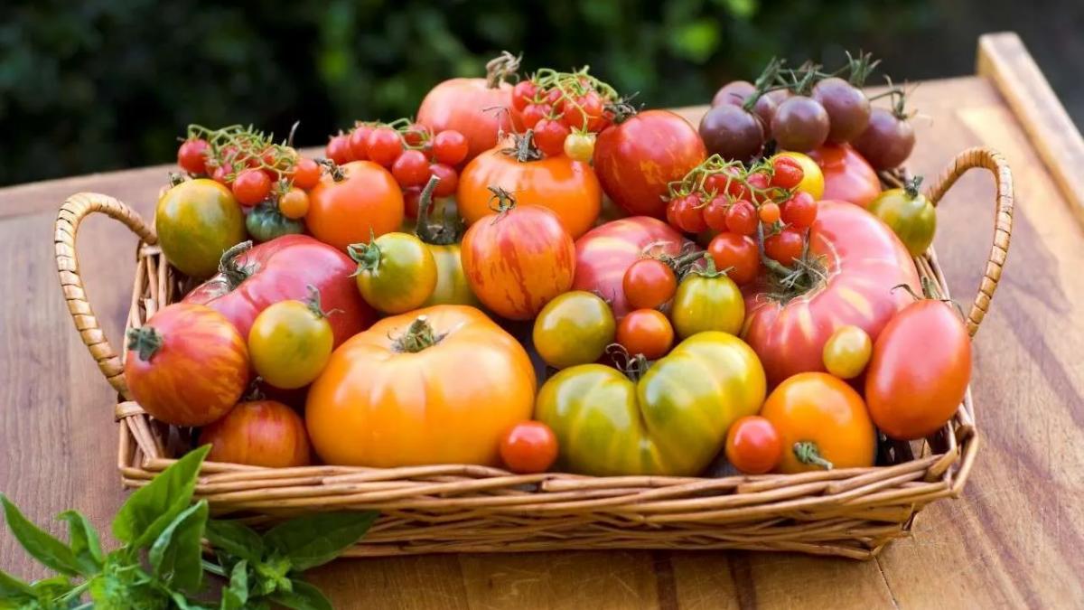 Tomatele, luptători tenaci în combaterea cancerului