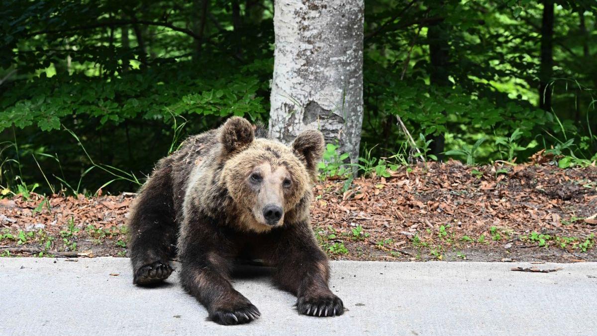 Un bărbat cu un copil în braţe, amendat după ce a oprit să se fotografieze cu un urs care urma să fie relocat